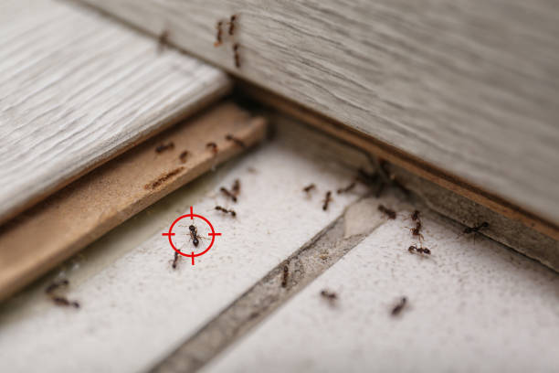 Best Cockroach Control Services  in Powderly, TX