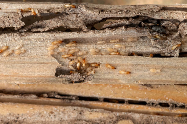 Best Termite Control Services  in Powderly, TX