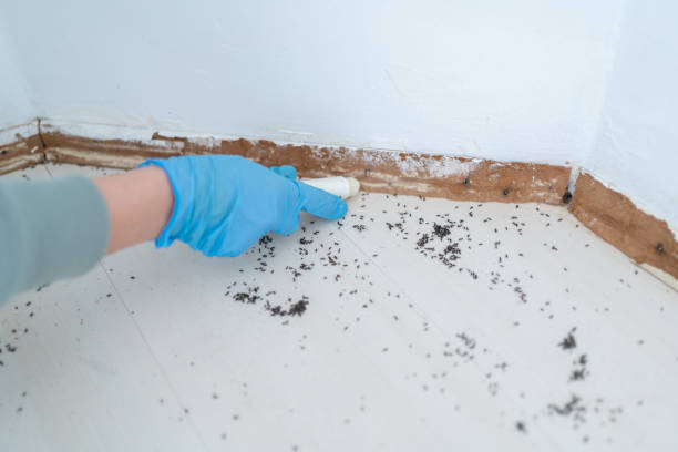 Best Insect Control  in Powderly, TX